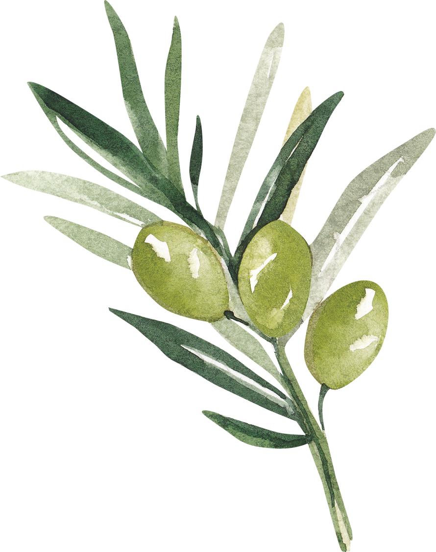 Green Olive Branch Watercolor